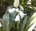 Гиацинтоидес испанский белый / Hyacinthoides hispanica White — фото 2