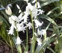 Гиацинтоидес испанский белый / Hyacinthoides hispanica White — фото 3