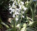 Гиацинтоидес испанский белый / Hyacinthoides hispanica White — фото 4