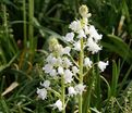 Гиацинтоидес испанский белый / Hyacinthoides hispanica White — фото 5