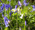 Гиацинтоидес неописанный / Hyacinthoides Non Scripta — фото 2