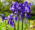 Гиацинтоидес неописанный / Hyacinthoides Non Scripta — фото 3