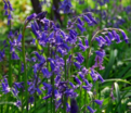 Гиацинтоидес неописанный / Hyacinthoides Non Scripta — фото 4