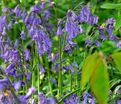 Гиацинтоидес неописанный / Hyacinthoides Non Scripta — фото 6