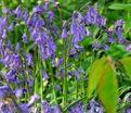 Гиацинтоидес неописанный / Hyacinthoides Non Scripta — фото 6