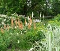 Эремурус гибриды руйтера Романс / Eremurus Ruiter Hybrids Romance — фото 2