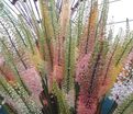 Эремурус гибриды руйтера Микс / Eremurus Ruiter Hybrids Mix — фото 2