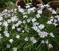 Ифейон одноцветковый / Ipheion uniflorum — фото 2