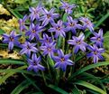 Ифейон одноцветковый Джесси / Ipheion uniflorum Jessie — фото 2