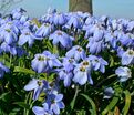 Ифейон одноцветковый Джесси / Ipheion uniflorum Jessie — фото 3