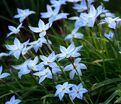 Ифейон одноцветковый Висли Блю / Ipheion uniflorum Wisley Blue — фото 2