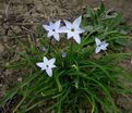 Ифейон одноцветковый Висли Блю / Ipheion uniflorum Wisley Blue — фото 3