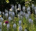 Камассия Кузика / Camassia cusickii — фото 4