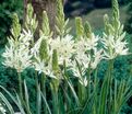 Камассия Лейхтлина Альба / Camassia leichtlinii Alba — фото 2