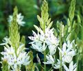 Камассия Лейхтлина Альба / Camassia leichtlinii Alba — фото 4