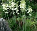 Камассия Лейхтлина Альба / Camassia leichtlinii Alba — фото 5