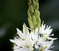 Камассия Лейхтлина Альба / Camassia leichtlinii Alba — фото 9