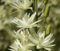 Камассия Лейхтлина Альба / Camassia leichtlinii Alba — фото 10