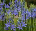 Камассия Лейхтлина Каерулеа / Camassia leichtlinii Caerulea — фото 2