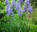 Камассия Лейхтлина Каерулеа / Camassia leichtlinii Caerulea — фото 3