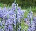 Камассия Лейхтлина Каерулеа / Camassia leichtlinii Caerulea — фото 4