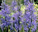 Камассия Лейхтлина Каерулеа / Camassia leichtlinii Caerulea — фото 5