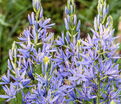 Камассия Лейхтлина Каерулеа / Camassia leichtlinii Caerulea — фото 7