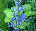 Камассия Лейхтлина Каерулеа / Camassia leichtlinii Caerulea — фото 9