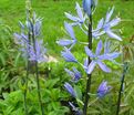 Камассия Лейхтлина Каерулеа / Camassia leichtlinii Caerulea — фото 10