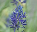 Камассия квамаш / Camassia quamash — фото 2