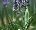 Камассия квамаш / Camassia quamash — фото 3