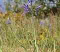 Камассия квамаш / Camassia quamash — фото 4