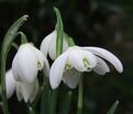 Подснежник Флор Плено / Galanthus Flore Pleno — фото 2