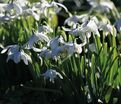 Подснежник Флор Плено / Galanthus Flore Pleno — фото 4