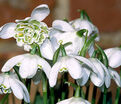 Подснежник Флор Плено / Galanthus Flore Pleno — фото 5