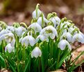 Подснежник Флор Плено / Galanthus Flore Pleno — фото 6