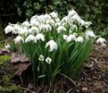 Подснежник Флор Плено / Galanthus Flore Pleno — фото 8