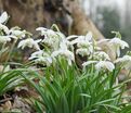 Подснежник Флор Плено / Galanthus Flore Pleno — фото 9