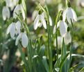 Подснежник белоснежный / Galanthus nivalis — фото 3