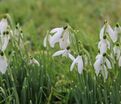 Подснежник белоснежный / Galanthus nivalis — фото 4