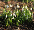 Подснежник Воронова / Galanthus woronowii — фото 2