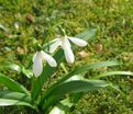 Подснежник Воронова / Galanthus woronowii — фото 3