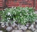 Подснежник Воронова / Galanthus woronowii — фото 4