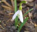 Подснежник Эльвеса / Galanthus elwesii — фото 3