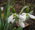 Подснежник Эльвеса / Galanthus elwesii — фото 4