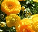 Лютик (Ранункулюс) желтый / Ranunculus Yellow — фото 2