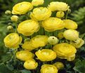 Лютик (Ранункулюс) желтый / Ranunculus Yellow — фото 3