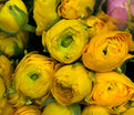 Лютик (Ранункулюс) желтый / Ranunculus Yellow — фото 4