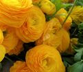 Лютик (Ранункулюс) желтый / Ranunculus Yellow — фото 5