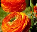 Лютик (Ранункулюс) оранжевый / Ranunculus Orange — фото 3